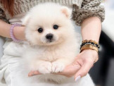 泰迪幼犬寵物犬舍❤️頂級狐狸犬幼犬