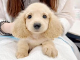 泰迪幼犬寵物犬舍❤️頂級各色長毛臘腸幼犬