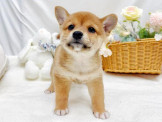 泰迪幼犬寵物犬舍❤️頂級各色柴犬幼犬
