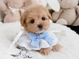 泰迪幼犬寵物犬舍❤️人氣第一名小型犬~瑪爾泰迪maltipoo幼犬