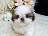 泰迪幼犬寵物犬舍❤️頂級貓臉西施幼犬寶寶