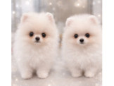 博美犬 松鼠博美 花博美 赤色博美