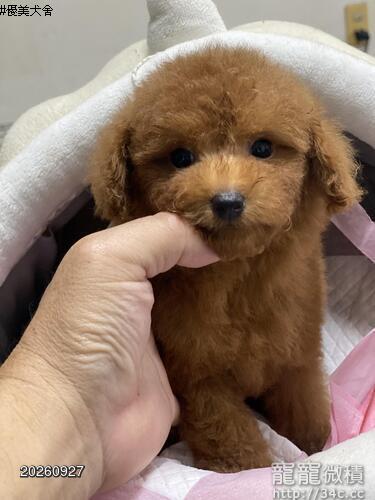 日系玩具型紅貴賓弟弟來嚕（優美犬舍）