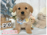 黃金獵犬-樂芙幼犬寵物犬舍