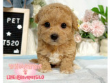 泰迪熊犬-樂芙幼犬寵物犬舍