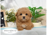 馬爾泰迪-樂芙幼犬寵物犬舍