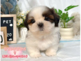 西施幼犬-樂芙幼犬寵物犬舍