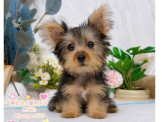 約克夏幼犬-樂芙幼犬寵物犬舍