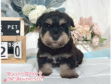 雪納瑞幼犬-樂芙幼犬寵物犬舍