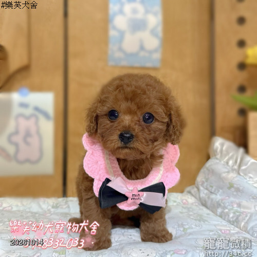 紅貴賓幼犬-樂芙幼犬寵物犬舍