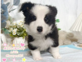 邊境牧羊犬-樂芙幼犬寵物犬舍