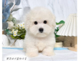 比熊幼犬-樂芙幼犬寵物犬舍
