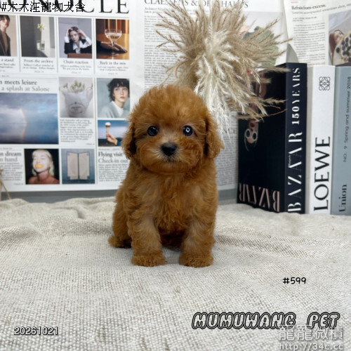 紅貴賓-木木汪寵物犬舍