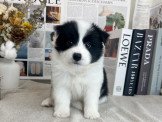 邊境牧羊犬-木木汪寵物犬舍