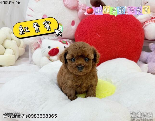 泰迪貴賓幼犬-小蘋果寵物犬舍