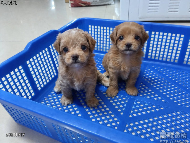 迷你型~超萌瑪爾泰迪幼犬(1公1母)