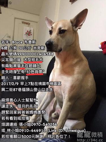 桃園市
