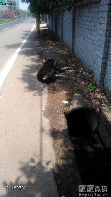桃園市