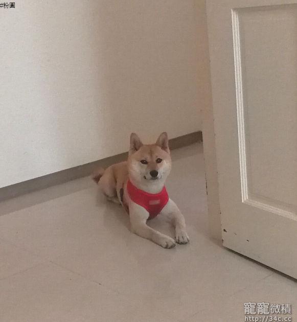 桃園市
