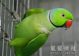 桃園縣