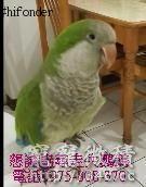 桃園市