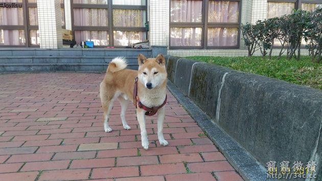 桃園市