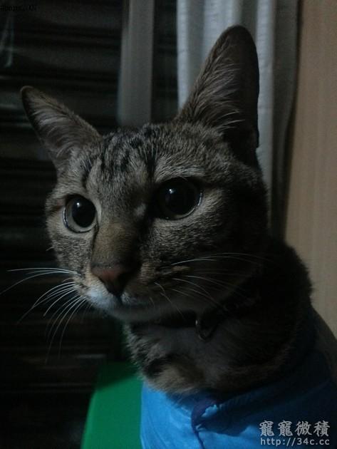 桃園縣
