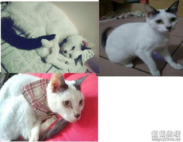 桃園縣