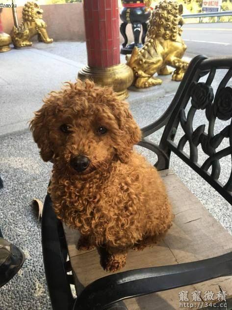 苗栗縣